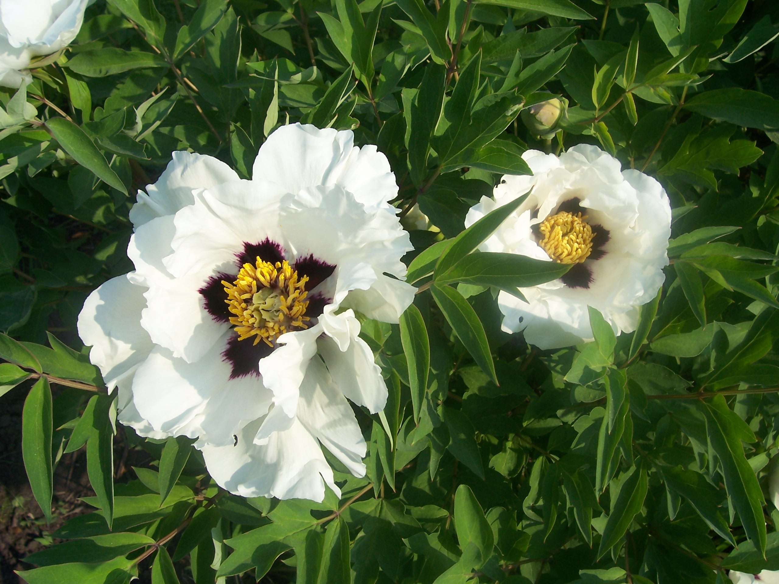 tree peonies planting and care in the open field in siberia