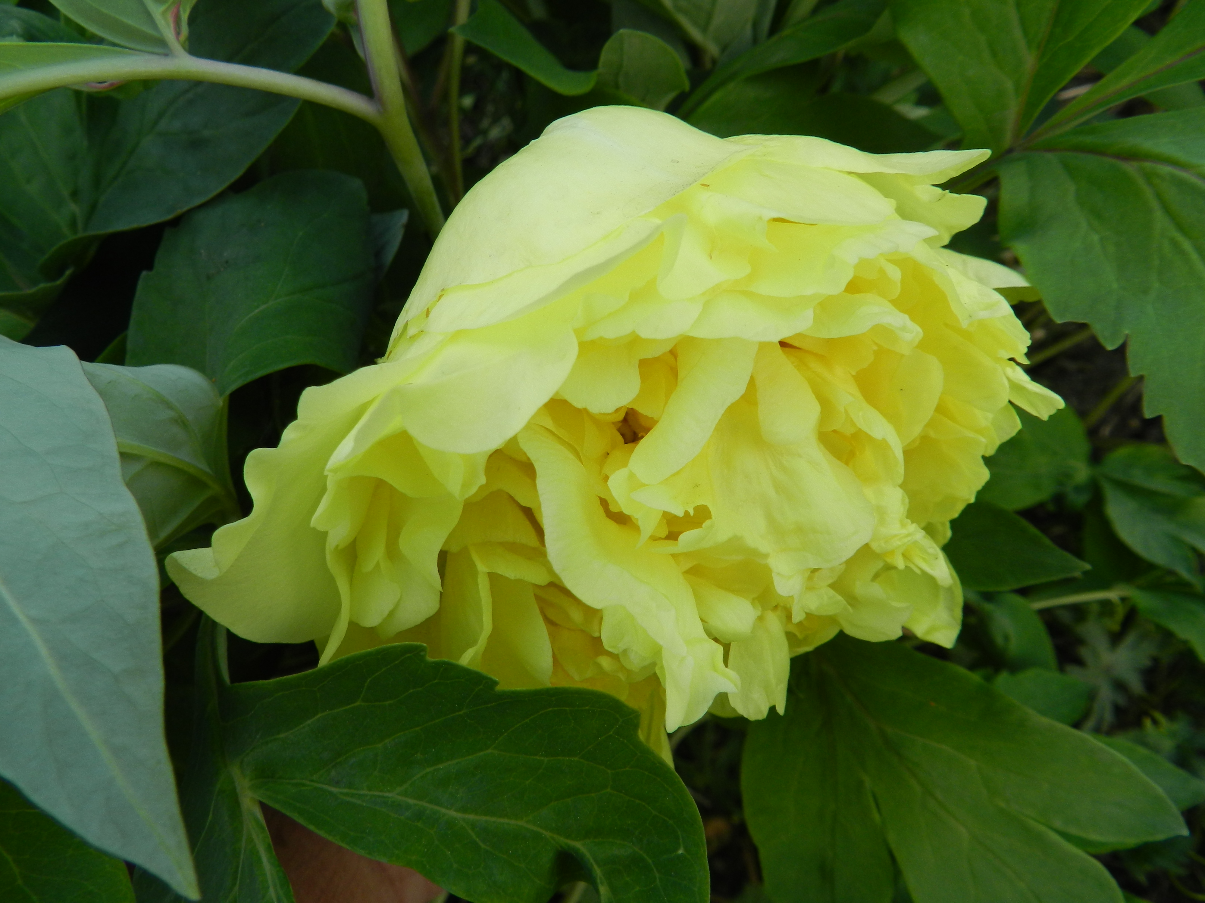 tree peonies planting and care in the open field in siberia