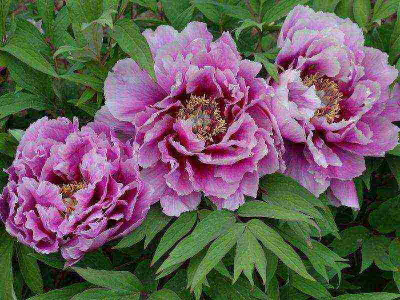 tree peonies planting and care in the open field in siberia