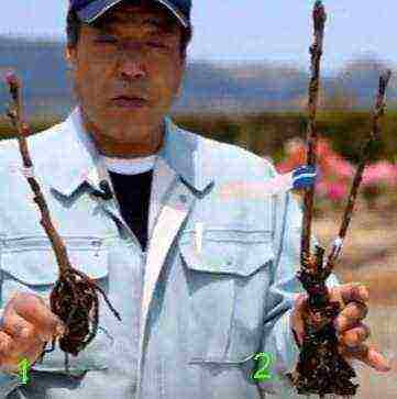 tree peonies planting and care in the open field in siberia