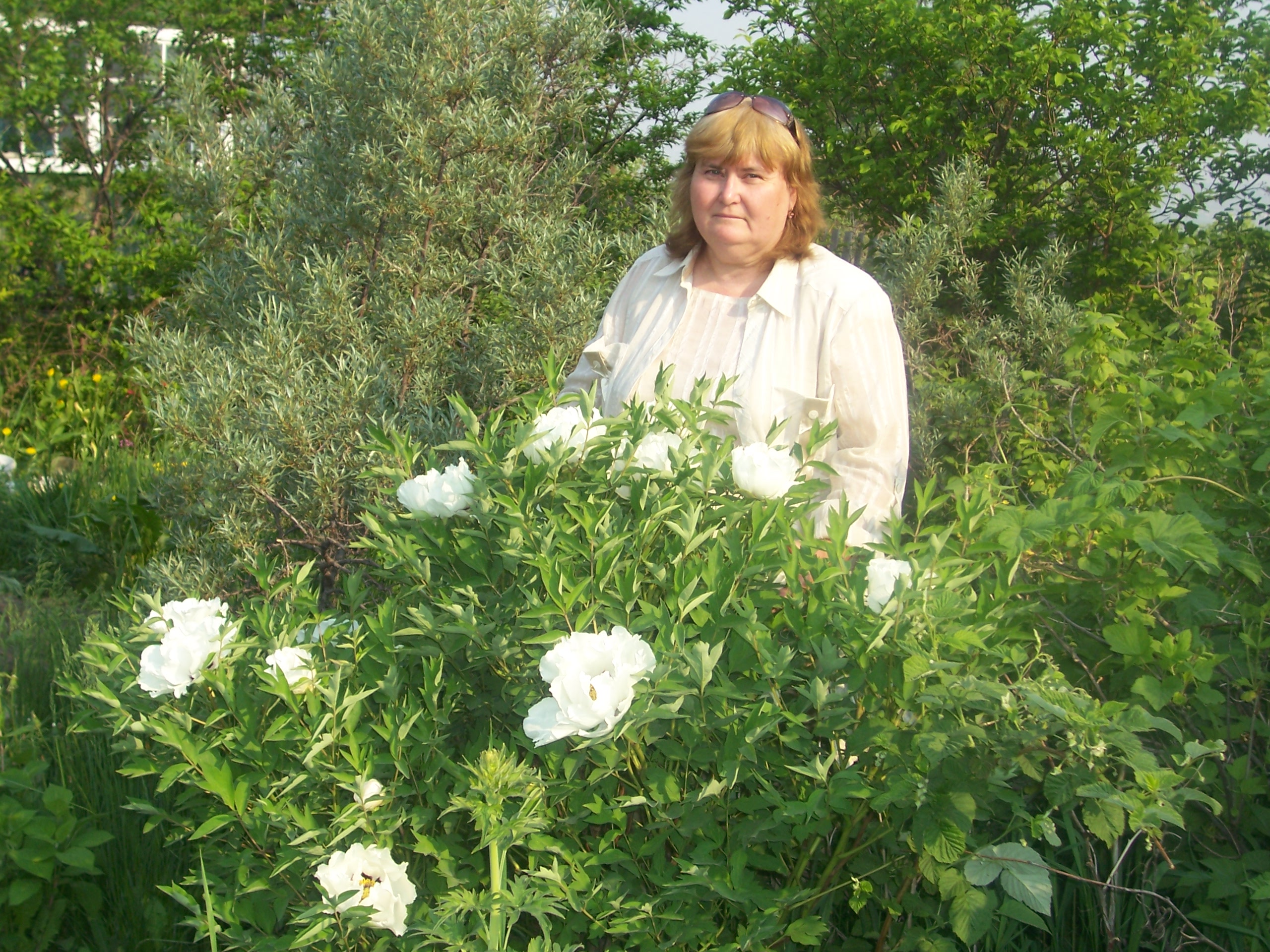 tree peonies planting and care in the open field in siberia