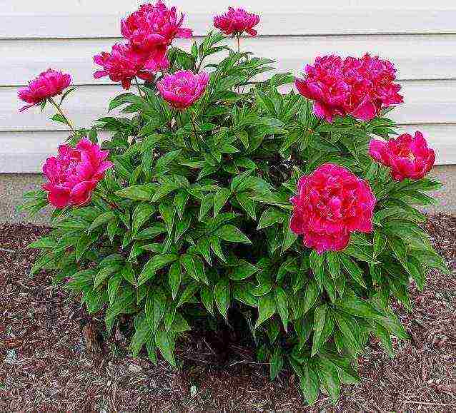 peonies planting and care in the open field in the Urals