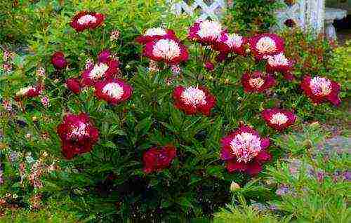 peonies planting and care in the open field in the Urals