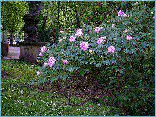 peonies planting and care in the open field in the Urals