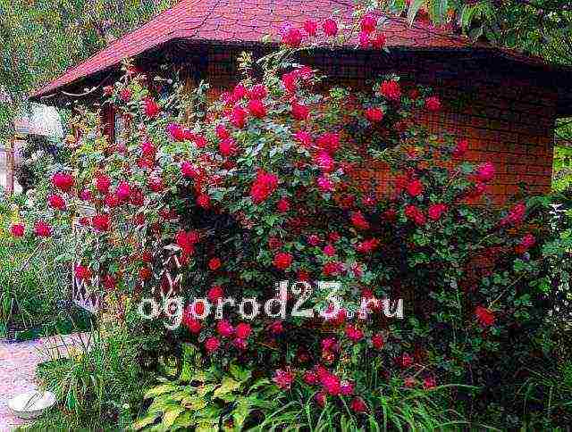 climbing rose planting and care in the open field in St. Petersburg