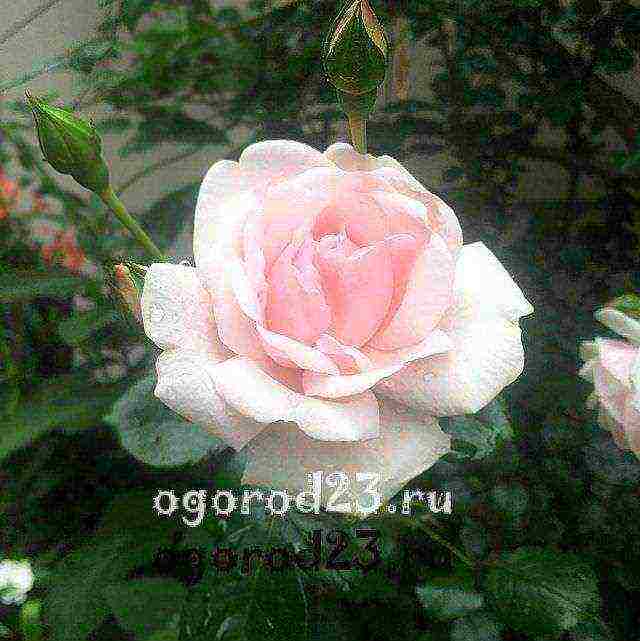 climbing rose planting and care in the open field in St. Petersburg