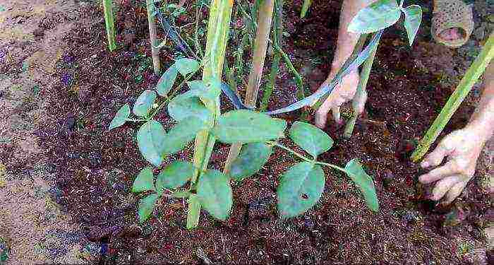 climbing rose planting and care in the open field in St. Petersburg