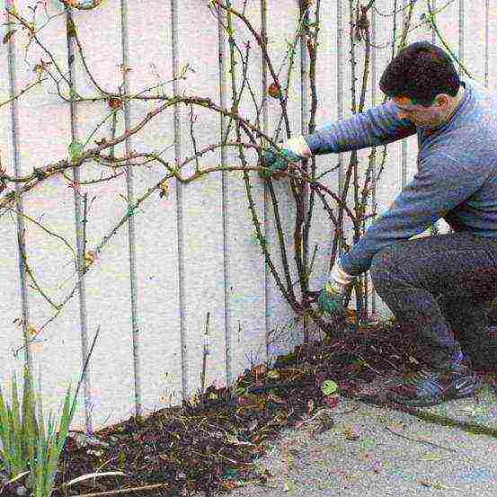 climbing rose planting and care in the open field in St. Petersburg