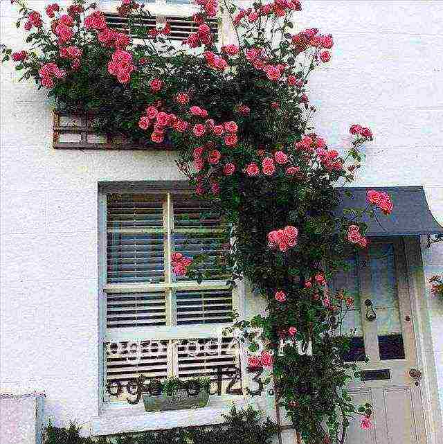 climbing rose planting and care in the open field in St. Petersburg