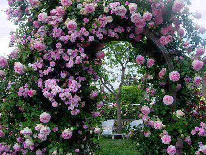 climbing rose planting and care in the open field in St. Petersburg