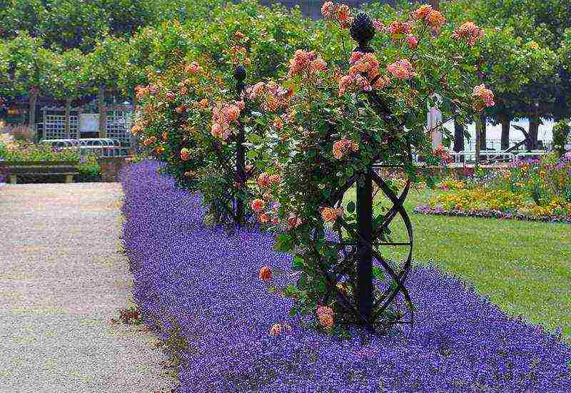 climbing rose planting and care in the open field in St. Petersburg