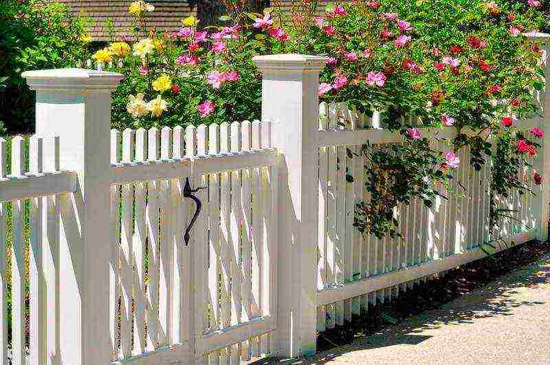 climbing rose planting and care in the open field in St. Petersburg