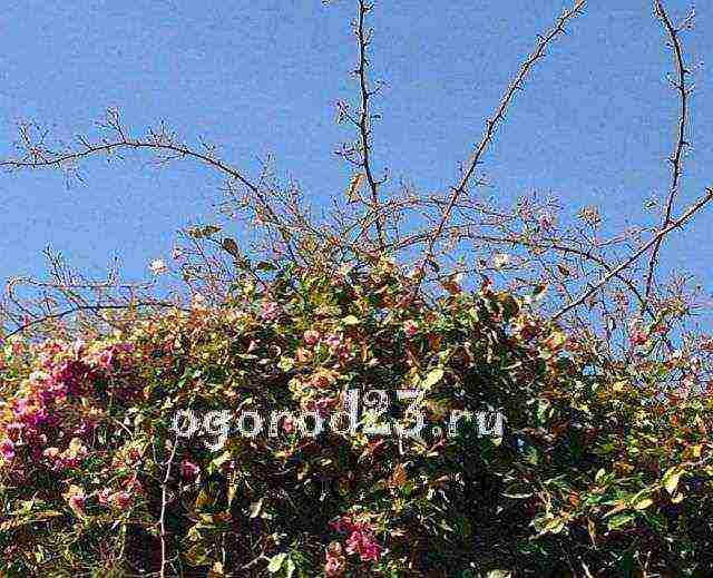 climbing rose planting and care in the open field in St. Petersburg