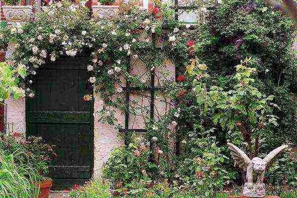 climbing rose planting and care in the open field in St. Petersburg