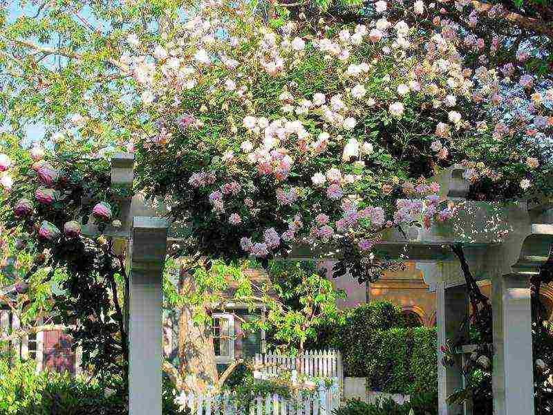 climbing rose planting and care in the open field in St. Petersburg