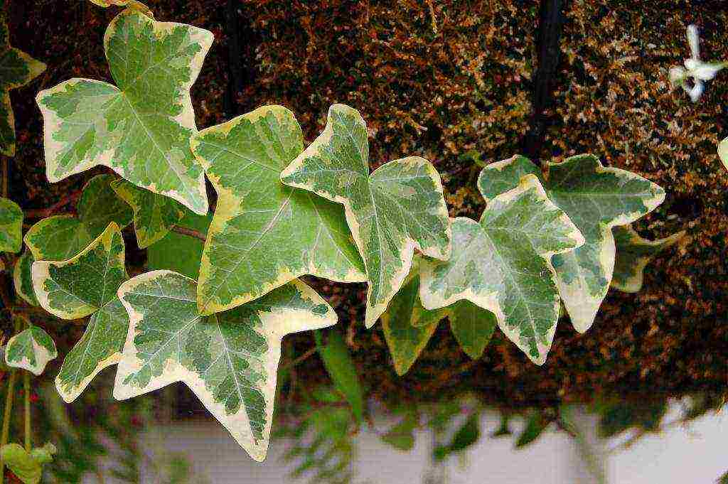 why you can't grow climbing plants at home