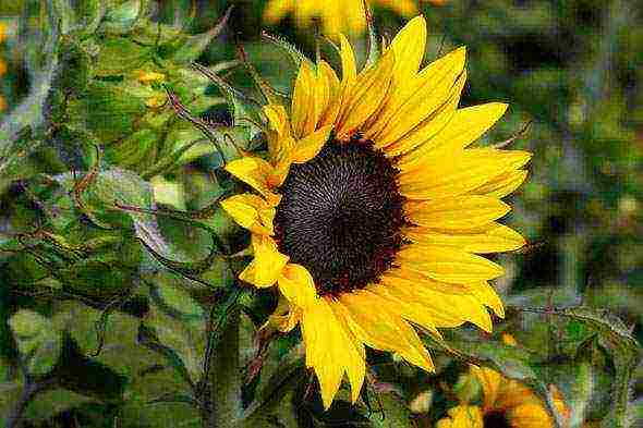 sunflower planting and care in the open field in the suburbs