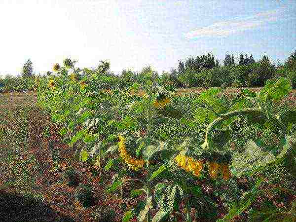 sunflower planting and care in the open field in the suburbs