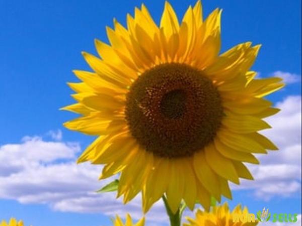 sunflower planting and care in the open field in the suburbs