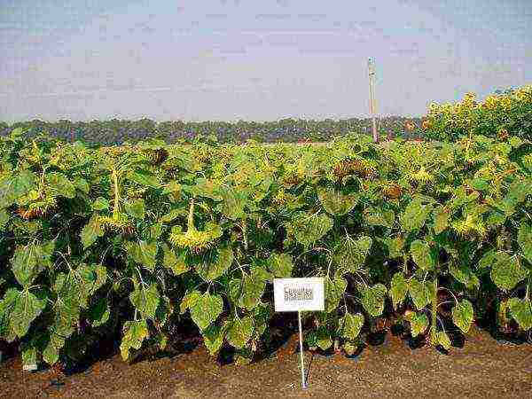 sunflower planting and care in the open field in the suburbs