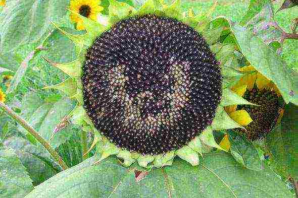 sunflower planting and care in the open field in the suburbs