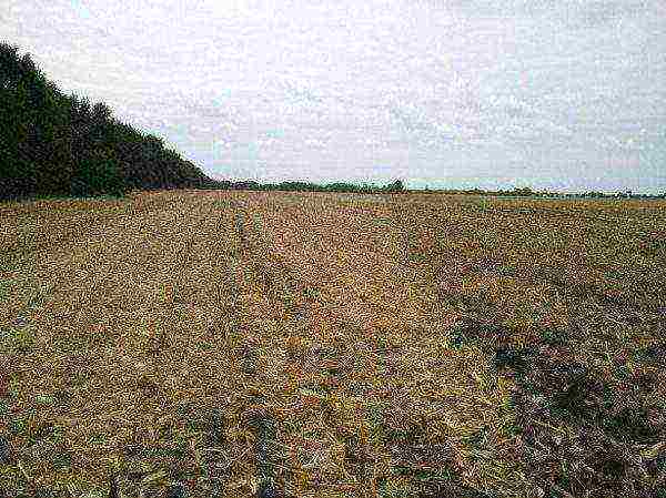 sunflower planting and care in the open field in the suburbs