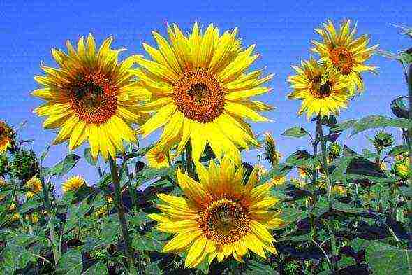 sunflower planting and care in the open field in the suburbs