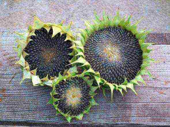 sunflower planting and care in the open field in the suburbs