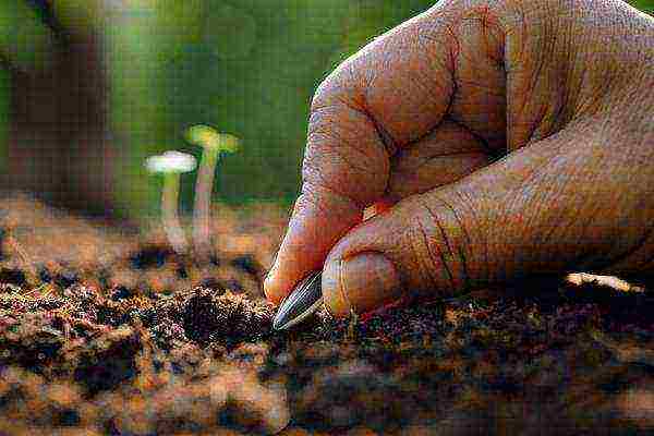 sunflower planting and care in the open field in the suburbs