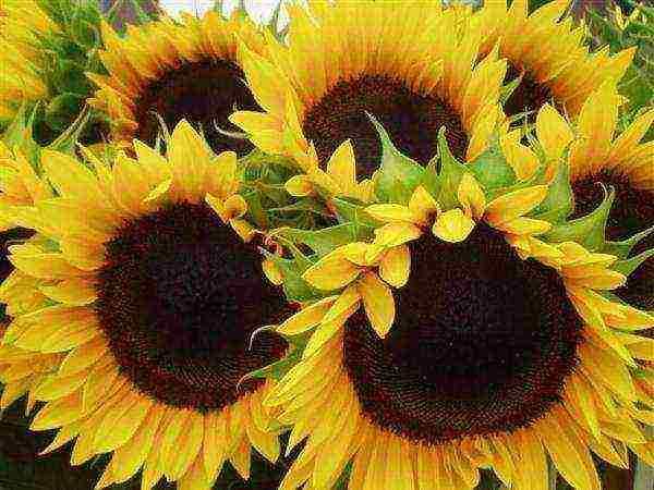 sunflower planting and care in the open field in the suburbs