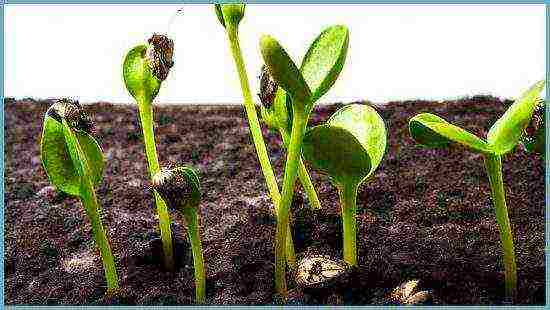 sunflower planting and care in the open field in the suburbs