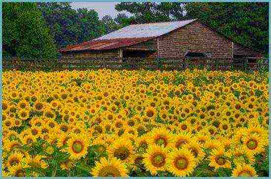 sunflower planting and care in the open field in the suburbs