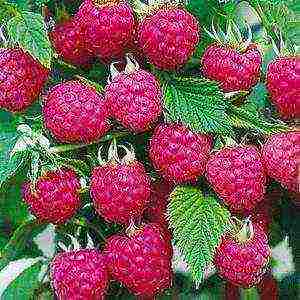 show the best varieties of raspberries