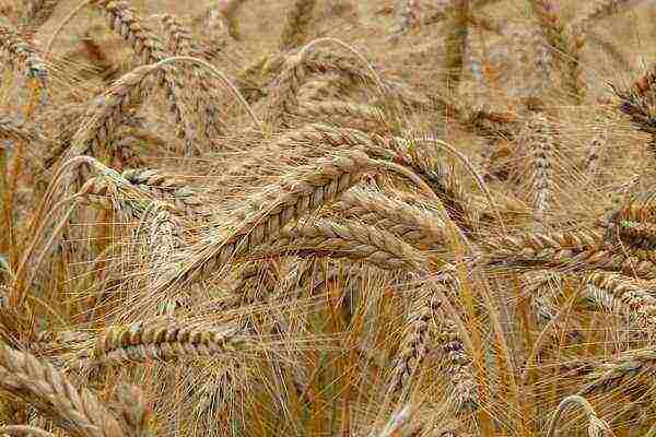 field crops grown in the Komi Republic