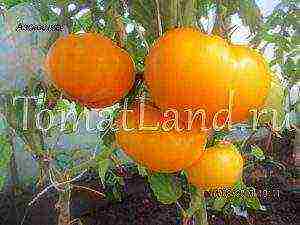 yellow tomatoes best varieties