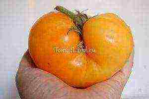 yellow tomatoes best varieties