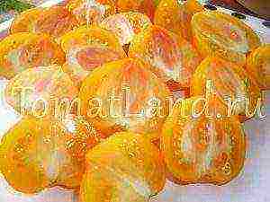 yellow tomatoes best varieties