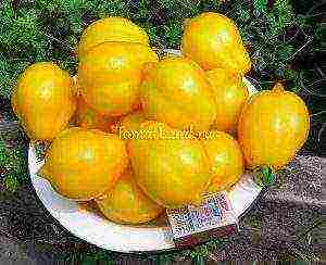 yellow tomatoes best varieties