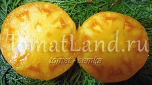 yellow tomatoes best varieties