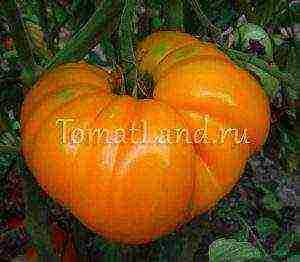 yellow tomatoes best varieties