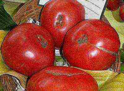 tomatoes hybrids best varieties