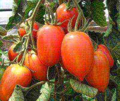 tomatoes hybrids best varieties