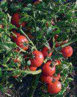 tomatoes hybrids best varieties