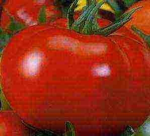 tomatoes hybrids best varieties