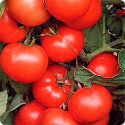 tomatoes hybrids best varieties