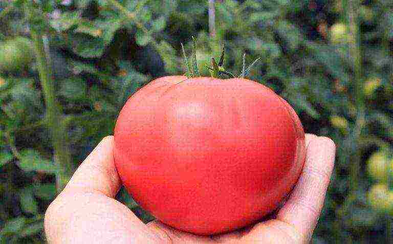 tomatoes hybrids best varieties