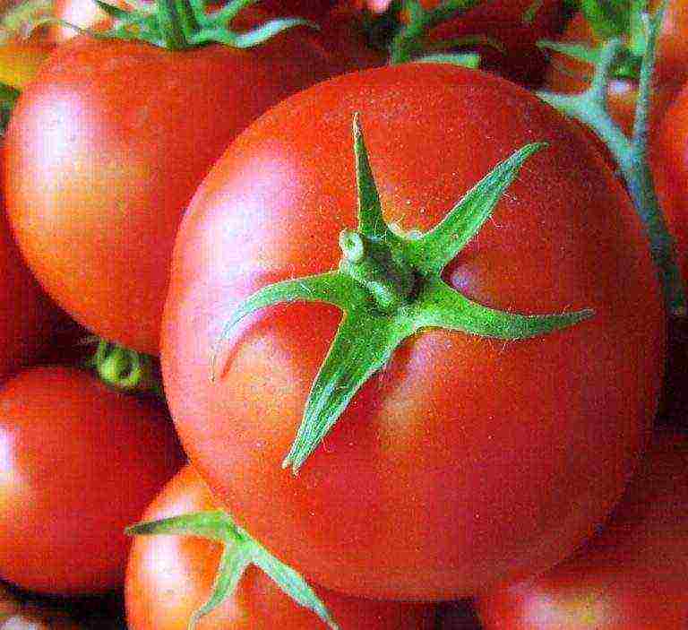 tomatoes hybrids best varieties