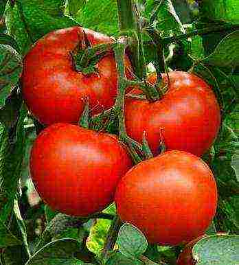 tomatoes hybrids best varieties