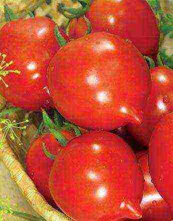 tomatoes hybrids best varieties