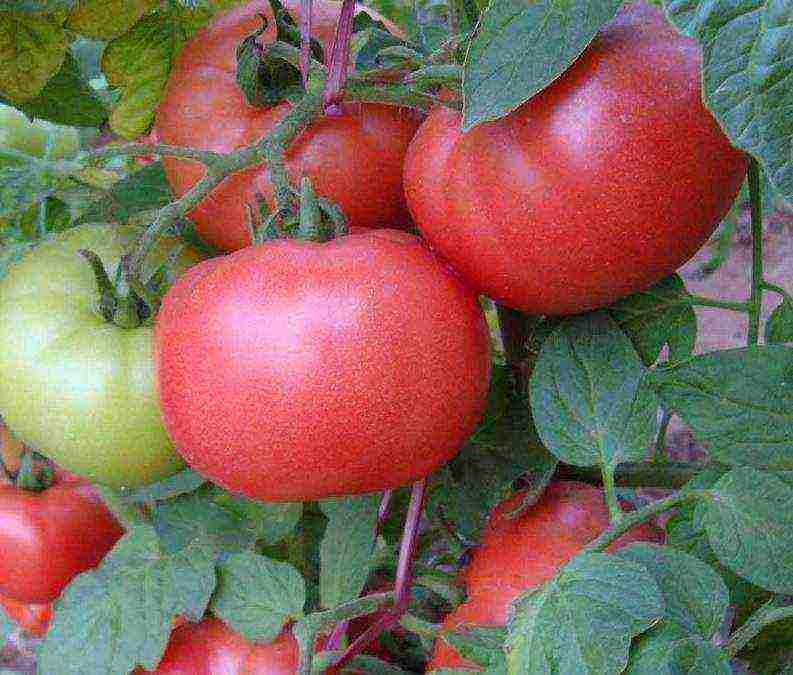 tomatoes hybrids best varieties